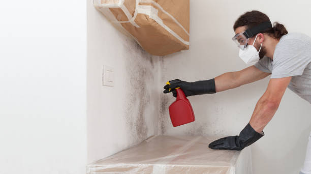 Professional Black Mold Removal technician working in Cedar Park, TX