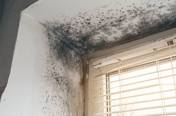 Affordable Black Mold Removal solutions in Cedar Park, TX